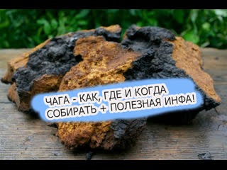 chaga how solzhenitsyn cured cancer the unique healing properties of the chaga mushroom
