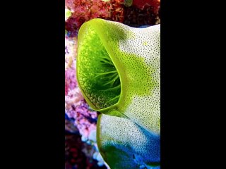 sea squirts are filter feeders by  shapesofblue /biology