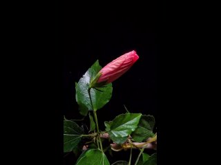 hibiscus floreciendo by mandalaexpert/ biology